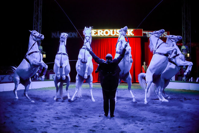Výsledek obrázku pro cirkus berousek praha 2017
